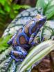 Diverse Nachzuchten Dendrobates auratus Pfeilgiftfrösche Frösche abzugeben