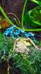 Diverse Nachzuchten Dendrobates auratus Pfeilgiftfrösche Frösche abzugeben